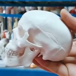 Skeleton Human Skull Christmas Mobile Movable Gothic New Skeletal 10*7*8cm Decor