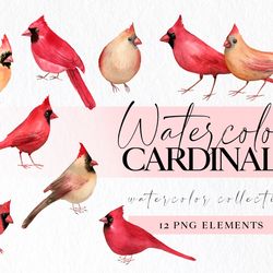 watercolor cardinals clipart, male and female cardinal birds png illustrations for instant download