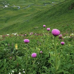 authentic siberian maral root - leuzea! 200g. eco-friendly! top quality! collected in the altai mountains!