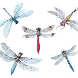 Digital Insect Clipart postcard. Dragonflies postcard. Insect illustrations. Dragonflies illustration png