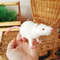 White rat with red eyes toy. Soft toy mouse nature