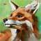 fox red 03.jpg