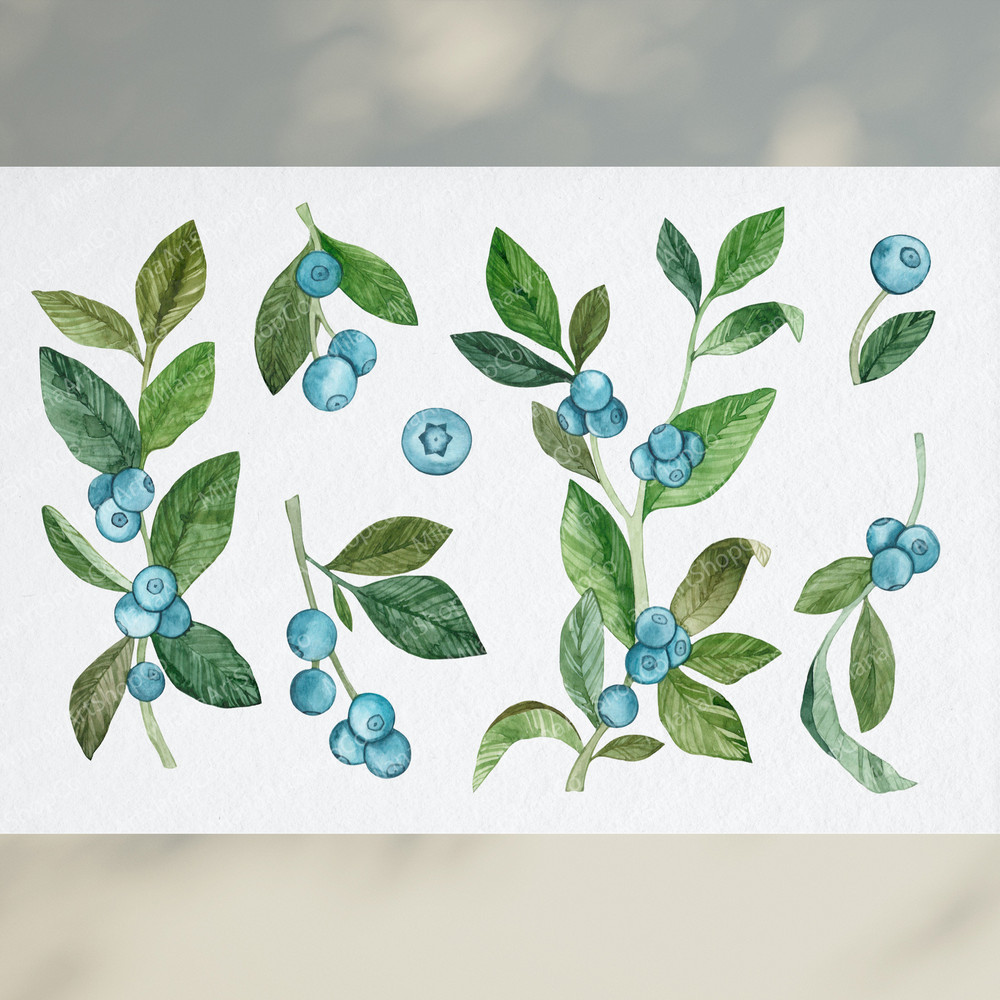 Watercolor blueberry 1.jpg