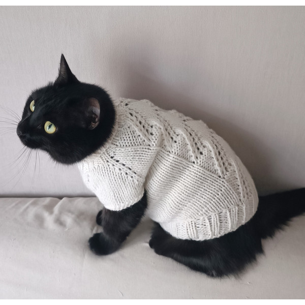 white cat sweater