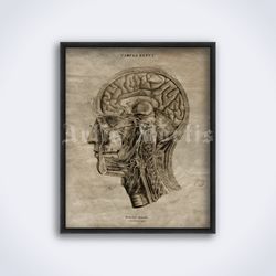 Human Brain lateral cross-section medical anatomy illustration, medicine printable art, print, poster (Digital Download)