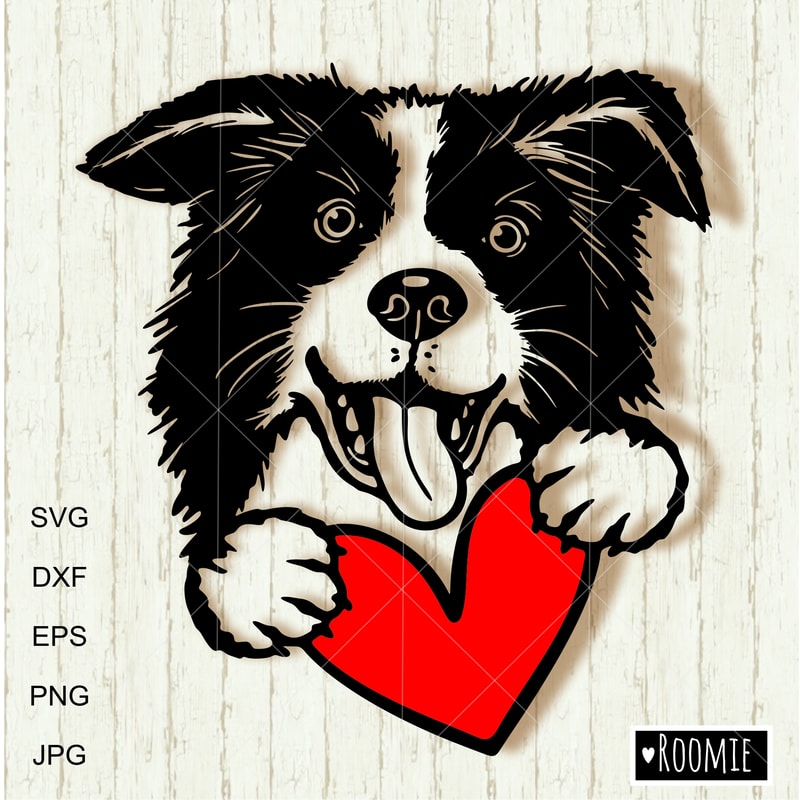 Border-Collie-portrait-with-heart.jpg