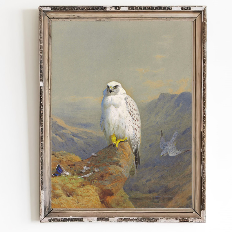 vintage falcon wall art print.jpg