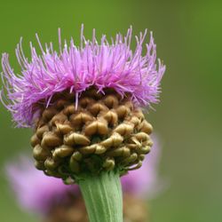 authentic siberian maral root extract - leuzea! 200g. eco-friendly! top quality! collected in the altai mountains!