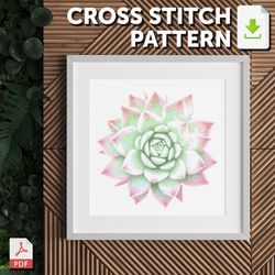 cross stitch pattern - succulents - echeveria pink champagne