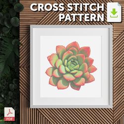 cross stitch pattern - succulents - echeveria gilva red