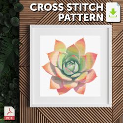 cross stitch pattern - succulents - echeveria gilva green and orange