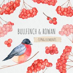 Watercolor Bullfinch and Rowan Clipart / Christmas Clipart / Winter Red Berry Illustration PNG / Winter Bird PNG