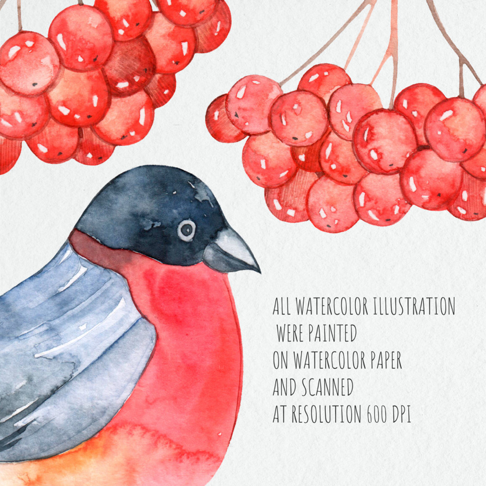 Bullfinch and Rowan 3.jpg