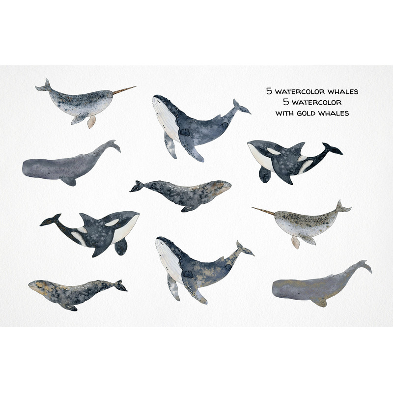 whale-song-clipart (19).jpg