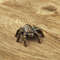 Figurine Spider tarantula