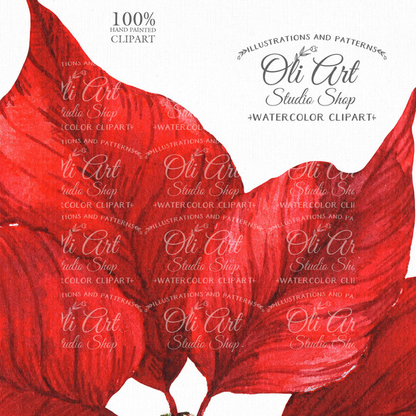 watercolor christmas red poinsettia elements clipart_2.JPG