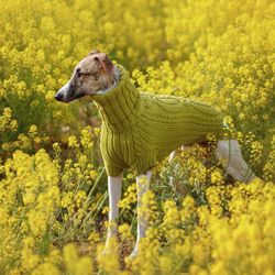 Fashion clothes for dogs. Warm knitted dog sweater. Whippet sweater. Size XL