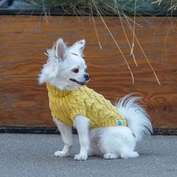 Sweater for a small dog. Knitted clothes for dog. Size S. Cotton.