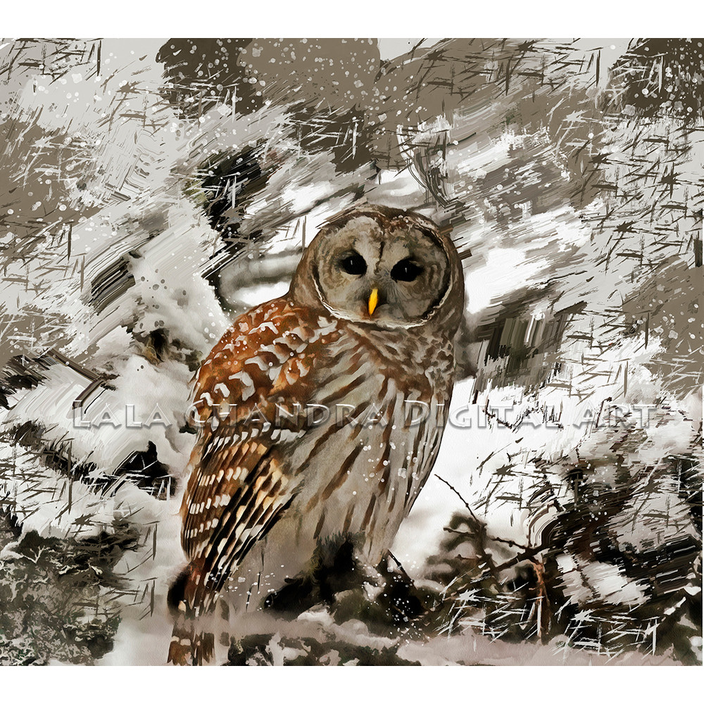 winter_owl.jpg