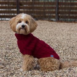 Cozy knitted sweater for a small dog. Fashion clothes for dogs. Size M. Length 15 inches.