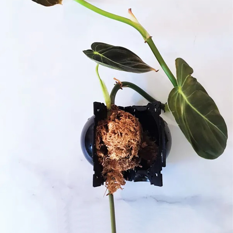 Plant Root Growing Box 6