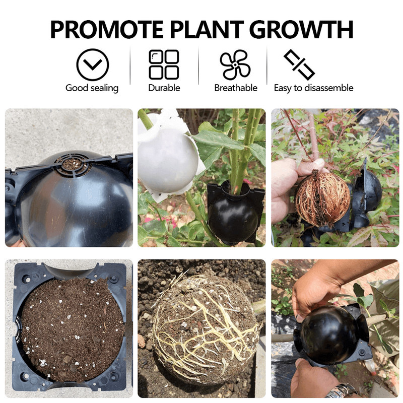 Plant Root Growing Box 3