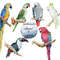parrot5.jpg