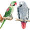 parrot2.jpg