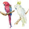 parrot3.jpg