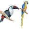 parrot4.jpg