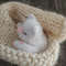 Little sleeping kitten knitting pattern  Crochet kitty