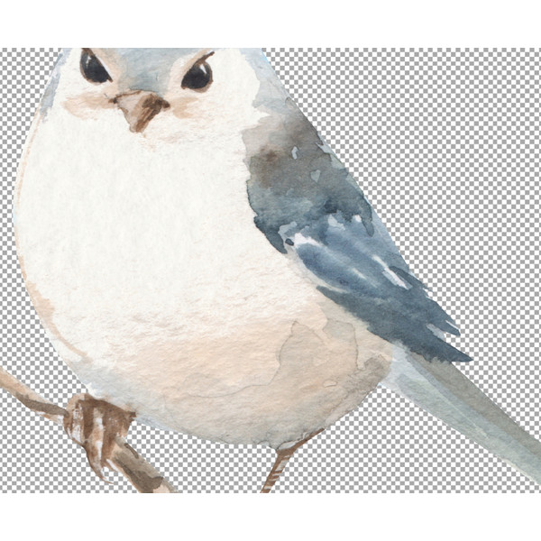 White bird illustration 00 B (3).jpg