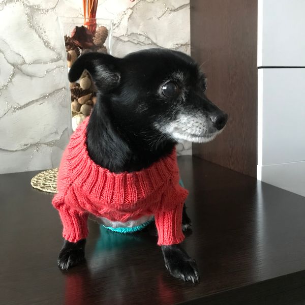 sweater on the dog