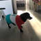 nice dog sweater