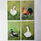 Handwritten-farm-birds-set-of-four-paintings-by-acrylic-paint-1.jpg