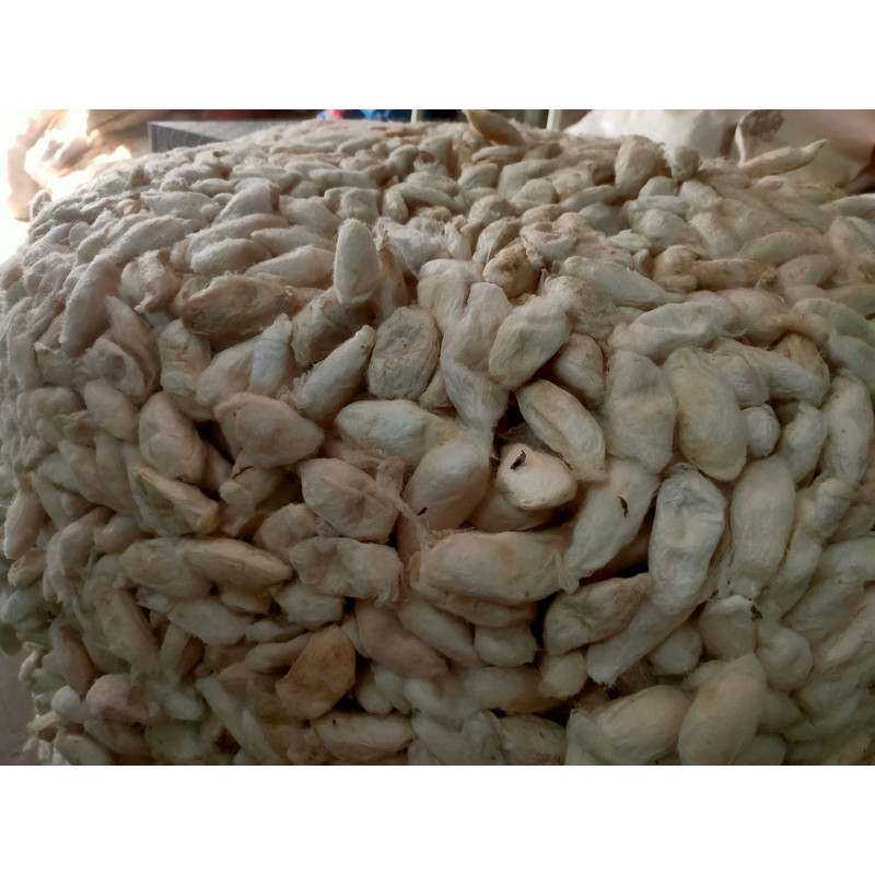 Mulberry White Eri Cocoon - SilkRouteIndia (1).jpg