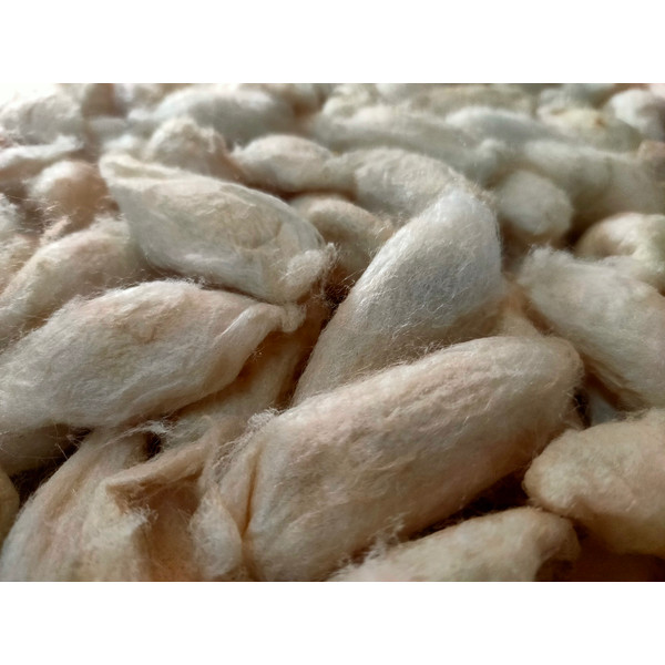 Mulberry White Eri Cocoon - SilkRouteIndia (2).jpg