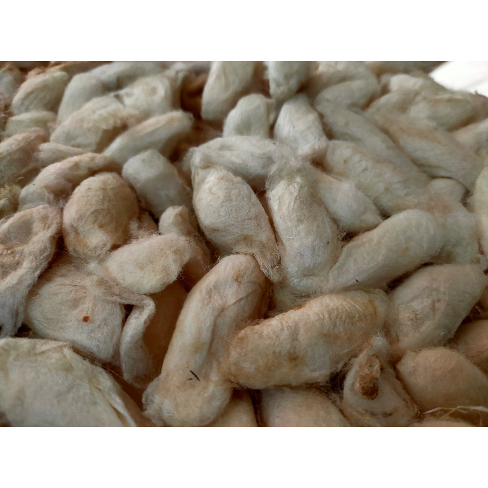 Mulberry White Eri Cocoon - SilkRouteIndia (3).jpg