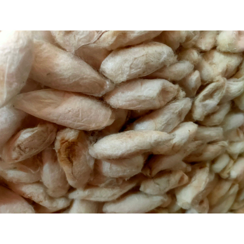 Mulberry White Eri Cocoon - SilkRouteIndia (5).jpg