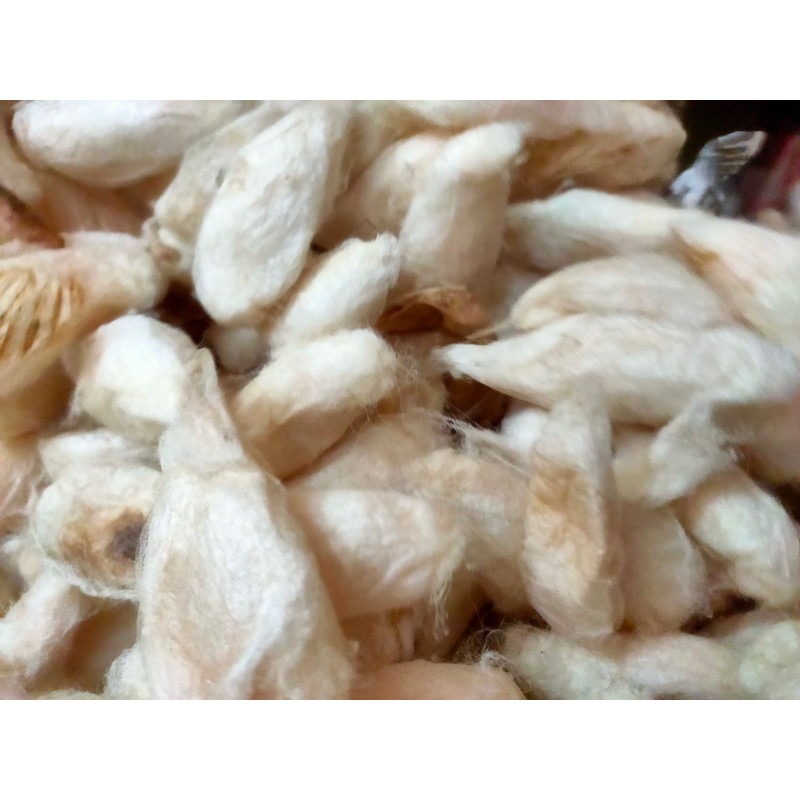 Mulberry White Eri Cocoon - SilkRouteIndia (6).jpg