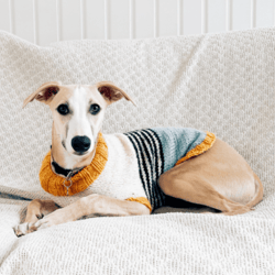 Knitting Patterns Dog Sweater