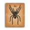 tarantula1-print.jpg
