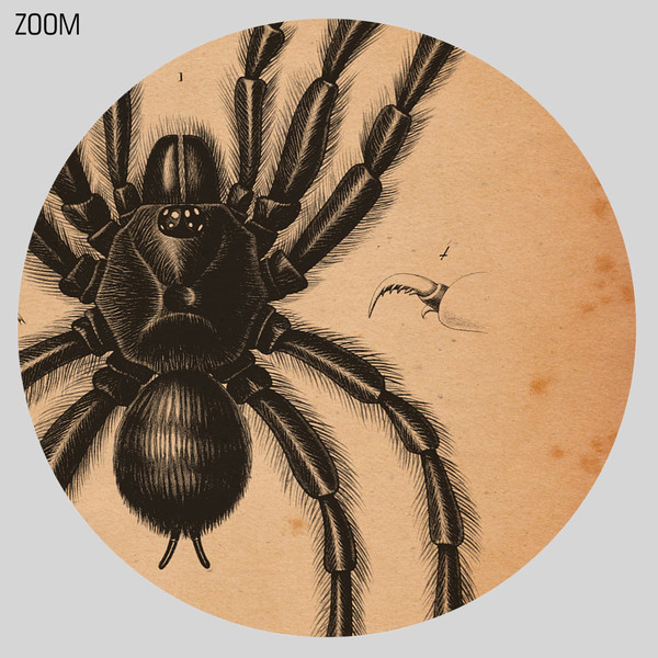 tarantula1-zoom1.jpg