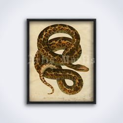 Atrophis Tigris snake natural history illustration, printable art, print, poster (Digital Download)