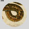 atrophis_tigris-zoom1.jpg