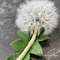 White-dandelion-brooch.jpg