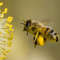bee pollen1.jpg