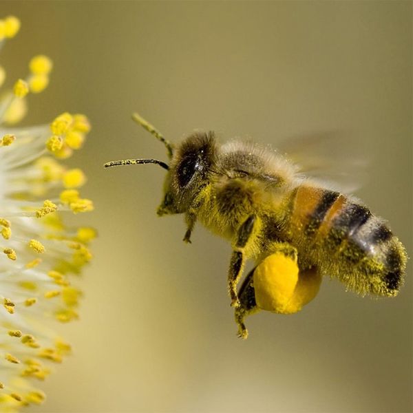 bee pollen1.jpg