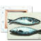 mackerel 3.jpg