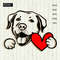 Labrador Retriever with heart.jpg